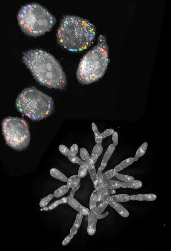 Holotomography &  Fluorescence Microscopy - Luvantix ADM